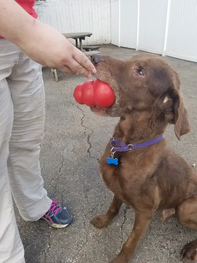 Cão cego tem como guia uma companhia muito especial