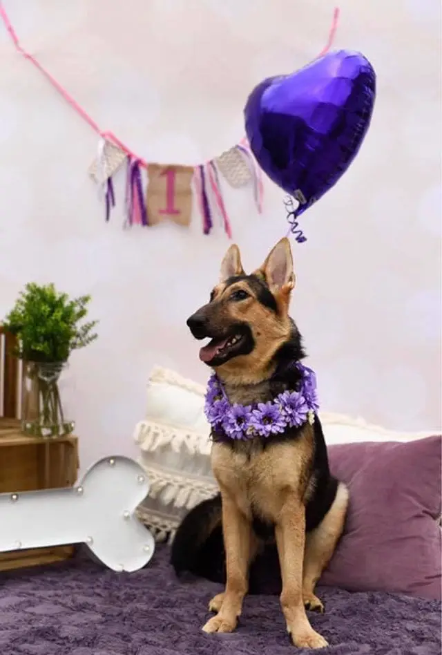Cão desenganado ganha festa no seu primeiro aniversário