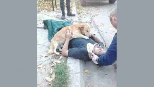 Homem sofre acidente e cãozinho permanece ao seu lado durante atendimento