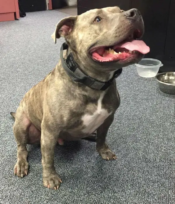 Policiais salvam pit bull de ser eutanasiado Policiais salvam pit bull de ser eutanasiado