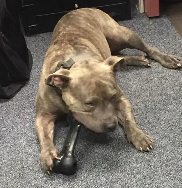 Policiais salvam pit bull de ser eutanasiado Policiais salvam pit bull de ser eutanasiado