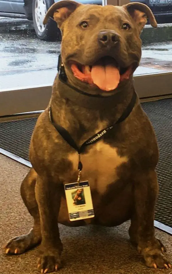 Policiais salvam pit bull de ser eutanasiado Policiais salvam pit bull de ser eutanasiado