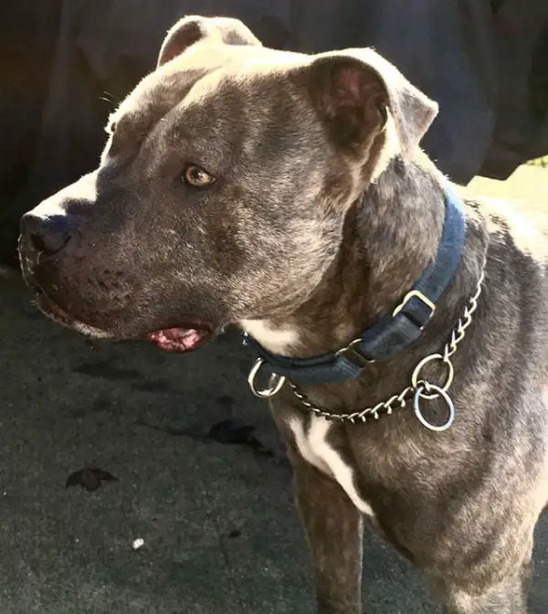 Policiais salvam pit bull de ser eutanasiado Policiais salvam pit bull de ser eutanasiado