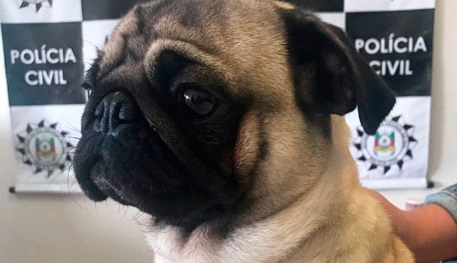 Depois de nove meses, pug furtado é devolvido à família