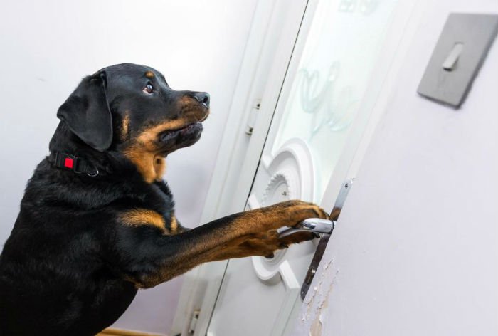 Homem homenageia seu cão que lhe salvou a vida Homem homenageia seu cão que lhe salvou a vida