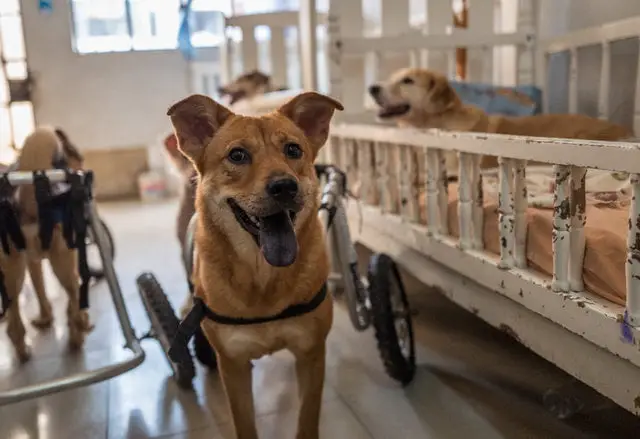 Santuário é exemplo no cuidado a cães com necessidades especiais Santuário é exemplo no cuidado a cães com necessidades especiais