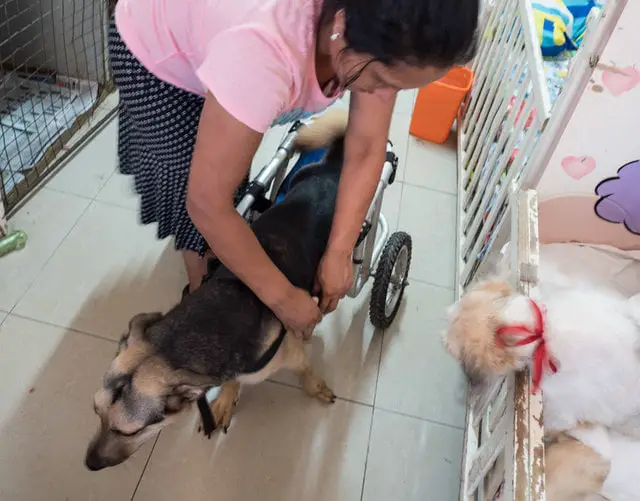Santuário é exemplo no cuidado a cães com necessidades especiais Santuário é exemplo no cuidado a cães com necessidades especiais