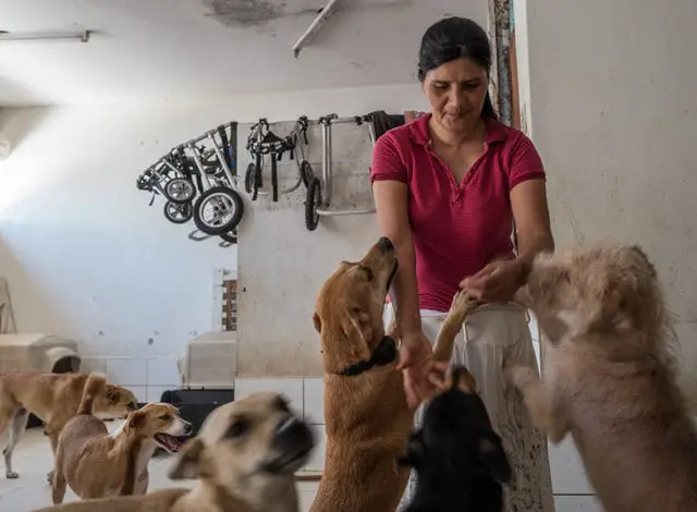 Santuário é exemplo no cuidado a cães com necessidades especiais Santuário é exemplo no cuidado a cães com necessidades especiais