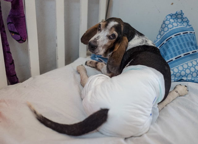 Santuário é exemplo no cuidado a cães com necessidades especiais Santuário é exemplo no cuidado a cães com necessidades especiais