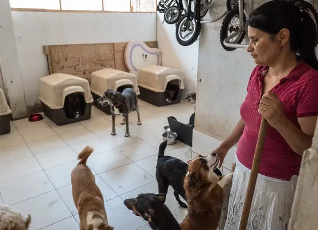 Santuário é exemplo no cuidado a cães com necessidades especiais Santuário é exemplo no cuidado a cães com necessidades especiais