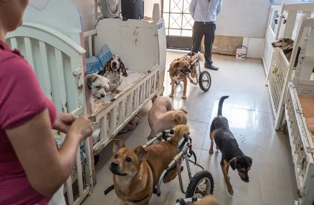 Santuário é exemplo no cuidado a cães com necessidades especiais Santuário é exemplo no cuidado a cães com necessidades especiais