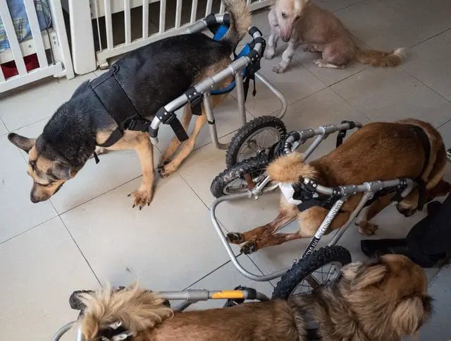 Santuário é exemplo no cuidado a cães com necessidades especiais Santuário é exemplo no cuidado a cães com necessidades especiais