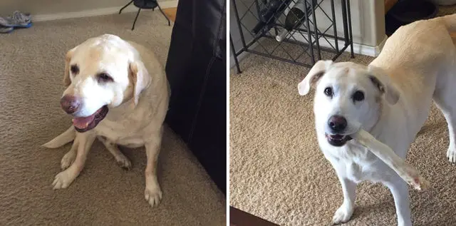 Cachorrinha perde amigo, mas ainda reserva comida no pote para ele Cachorrinha perde amigo, mas ainda reserva comida no pote para ele