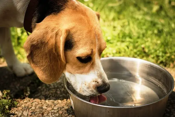 21 Cuidados que você precisa ter quando decide adotar um cãozinho