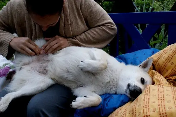 21 Cuidados que você precisa ter quando decide adotar um cãozinho