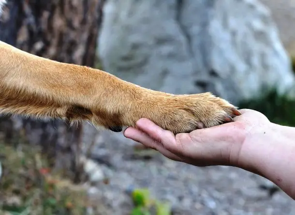 21 Cuidados que você precisa ter quando decide adotar um cãozinho