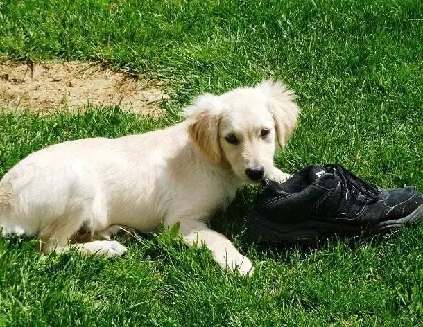 21 Cuidados que você precisa ter quando decide adotar um cãozinho