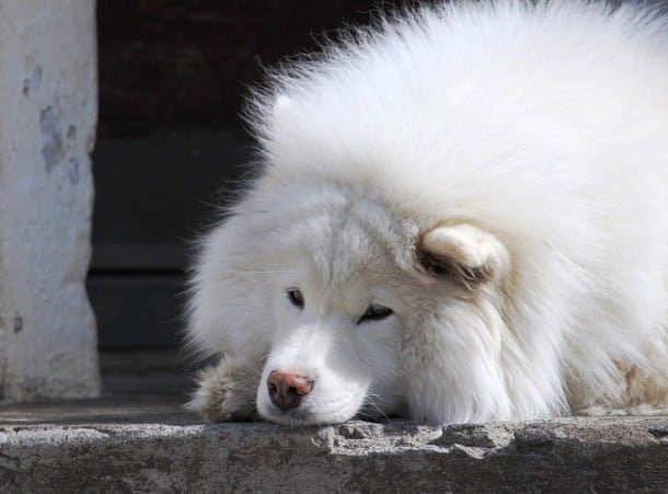 21 Cuidados que você precisa ter quando decide adotar um cãozinho