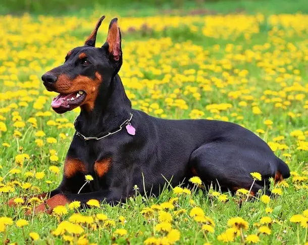 21 Cuidados que você precisa ter quando decide adotar um cãozinho