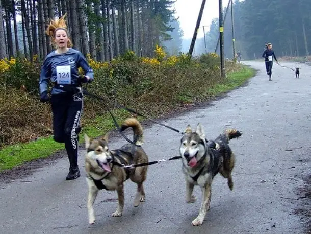 21 Cuidados que você precisa ter quando decide adotar um cãozinho