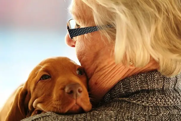 21 Cuidados que você precisa ter quando decide adotar um cãozinho