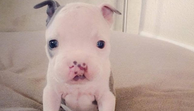Cãozinho nasceu com um pequeno problema na boca e luta para conseguir um lar amoroso Cãozinho nasceu com um pequeno problema na boca e luta para conseguir um lar amoroso