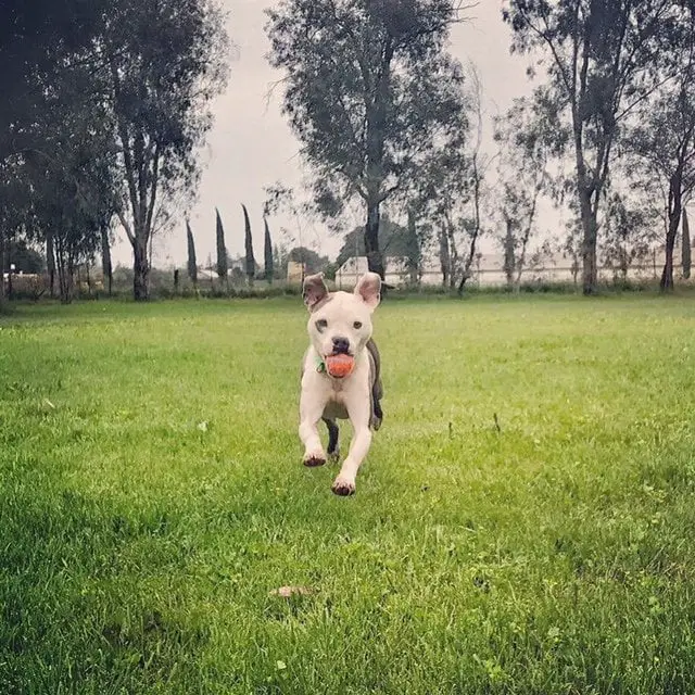 Cãozinho nasceu com um pequeno problema na boca e luta para conseguir um lar amoroso Cãozinho nasceu com um pequeno problema na boca e luta para conseguir um lar amoroso