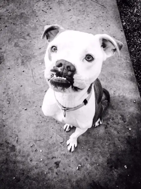 Cãozinho nasceu com um pequeno problema na boca e luta para conseguir um lar amoroso Cãozinho nasceu com um pequeno problema na boca e luta para conseguir um lar amoroso