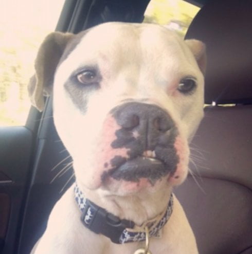Cãozinho nasceu com um pequeno problema na boca e luta para conseguir um lar amoroso Cãozinho nasceu com um pequeno problema na boca e luta para conseguir um lar amoroso