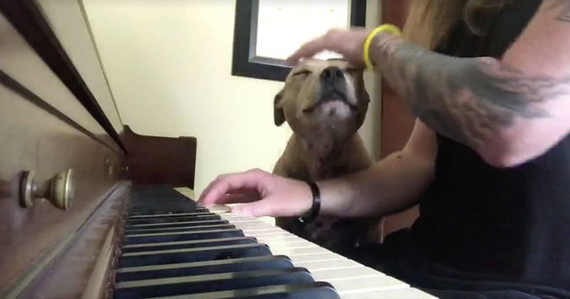 Frankie, o cão que adora serenatas Frankie, o cão que adora serenatas