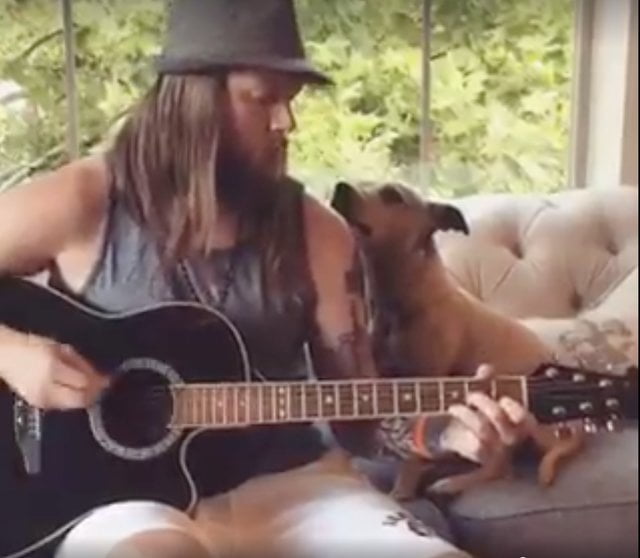 Frankie, o cão que adora serenatas Frankie, o cão que adora serenatas