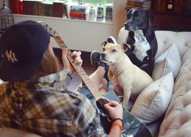 Frankie, o cão que adora serenatas Frankie, o cão que adora serenatas