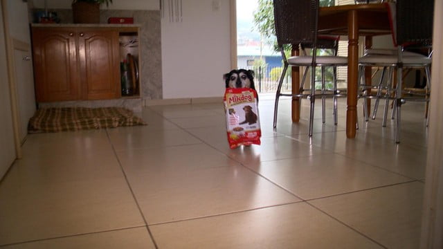 Cãozinho com necessidades especiais busca sua própria ração em Pet Shop Cãozinho com necessidades especiais busca sua própria ração em Pet Shop