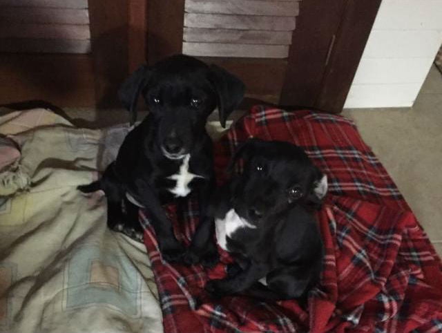 Filhotes de cães são resgatados de dentro de bueiro em Porto Alegre