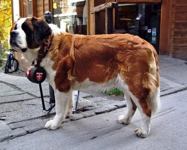 18 Curiosidades sobre cães de busca e salvamento que você jamais imaginou.