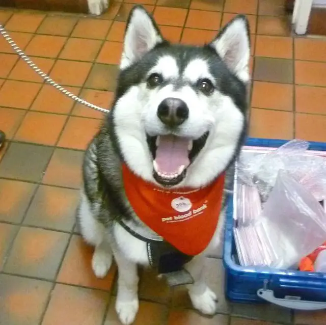 Seu cachorro pode doar sangue para salvar a vida de outros cães