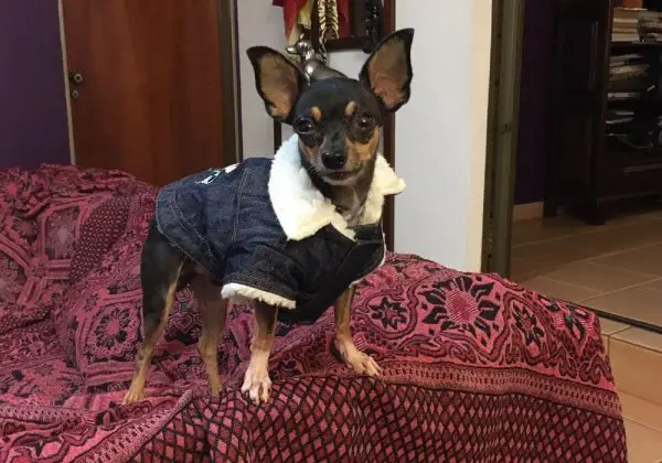 Conheça Pedro Henrique, o cãozinho que leva uma vida de rei Conheça Pedro Henrique, o cãozinho que leva uma vida de rei