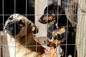 Cães e gatos de Porto Alegre ganham um posto de saúde gratuito