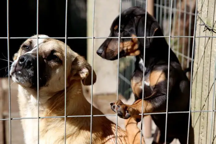 Cães e gatos de Porto Alegre ganham um posto de saúde gratuito