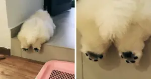 As patinhas deste Chow Chow estão roubando a cena no Instagram