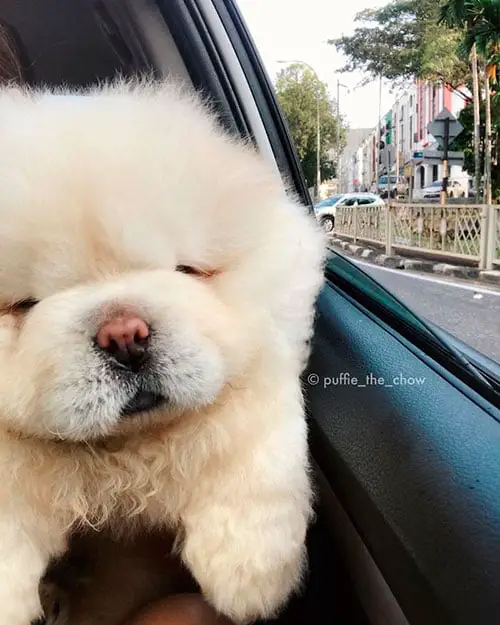 As patinhas deste Chow Chow estão roubando a cena no Instagram