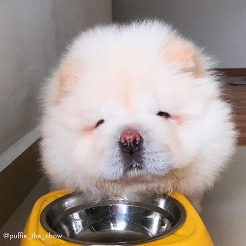 As patinhas deste Chow Chow estão roubando a cena no Instagram