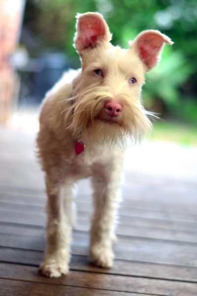 Conheça Sherlock, o cãozinho albino