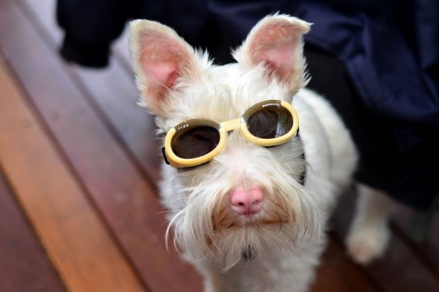 Conheça Sherlock, o cãozinho albino