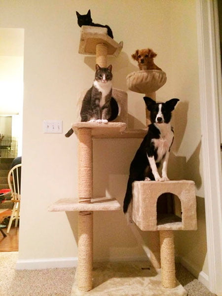 Cachorros que pensam ser gatos. Isto existe mesmo? Cachorros que pensam ser gatos. Isto existe mesmo?