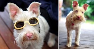 Conheça Sherlock, o cãozinho albino