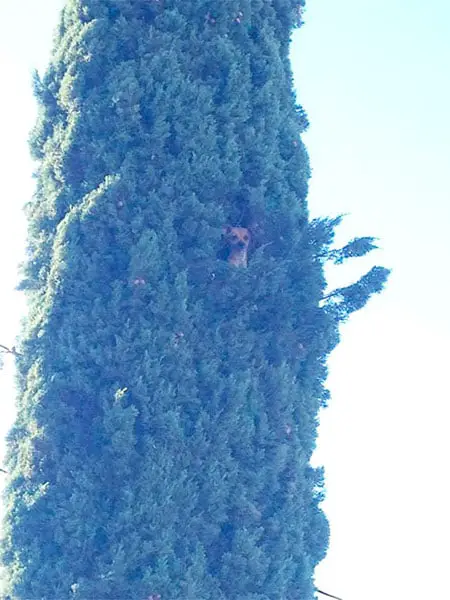 Cachorros que pensam ser gatos. Isto existe mesmo? Cachorros que pensam ser gatos. Isto existe mesmo?