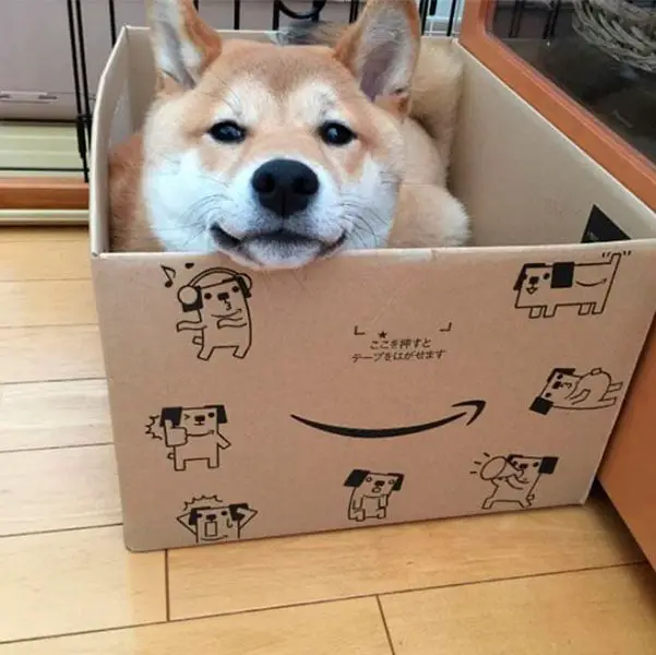 Cachorros que pensam ser gatos. Isto existe mesmo? Cachorros que pensam ser gatos. Isto existe mesmo?