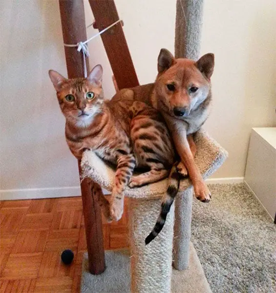 Cachorros que pensam ser gatos. Isto existe mesmo? Cachorros que pensam ser gatos. Isto existe mesmo?