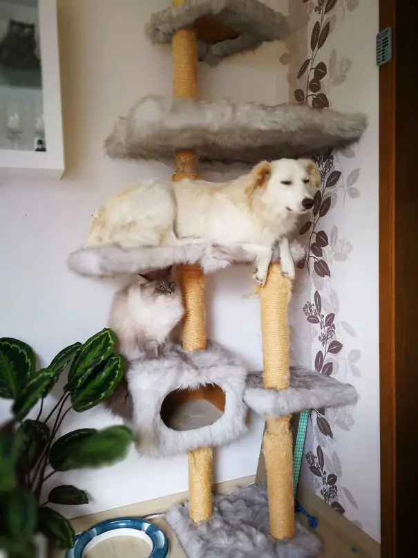 Cachorros que pensam ser gatos. Isto existe mesmo? Cachorros que pensam ser gatos. Isto existe mesmo?